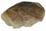 Permian Amphibian (Eryops) Partial Ulna Bone - Texas #153731-1